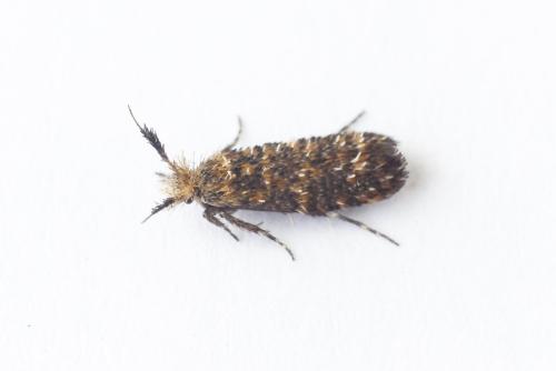 Ochsenheimeria taurella